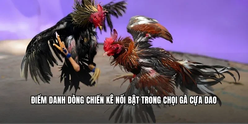 Điểm danh dòng chiến kê nổi bật trong chọi gà cựa dao