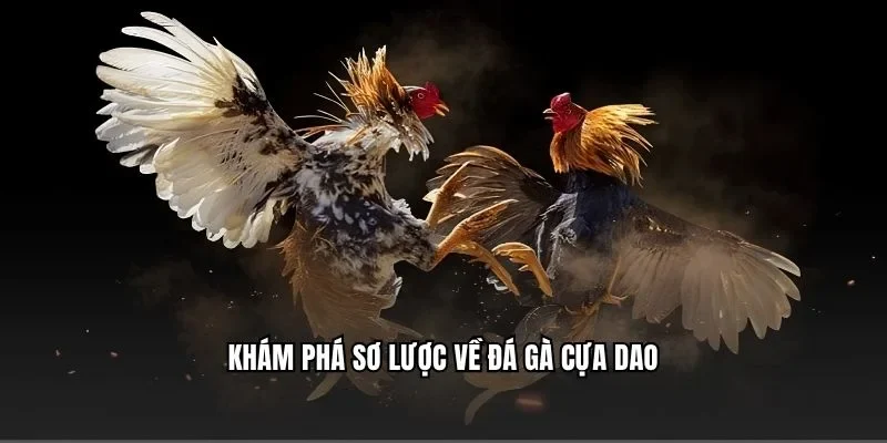 Khám phá sơ lược về đá gà cựa dao