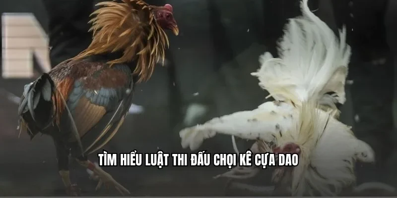 Tìm hiểu luật thi đấu chọi kê cựa dao