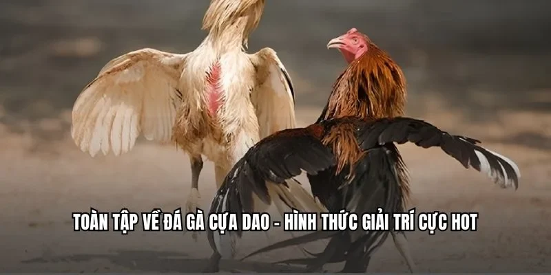 đá gà cựa dao