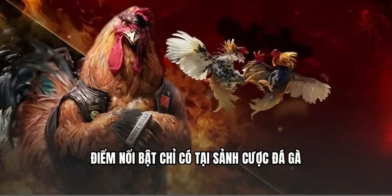 Điểm nổi bật chỉ có tại sảnh cược đá gà