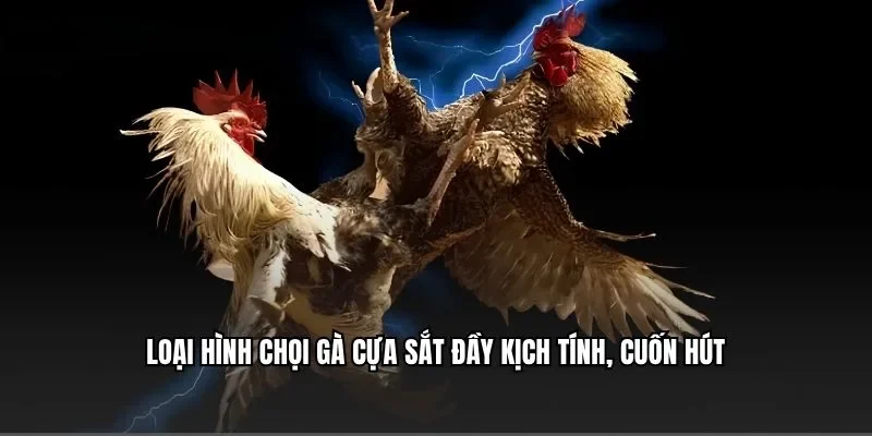 Loại hình chọi gà cựa sắt đầy kịch tính, cuốn hút