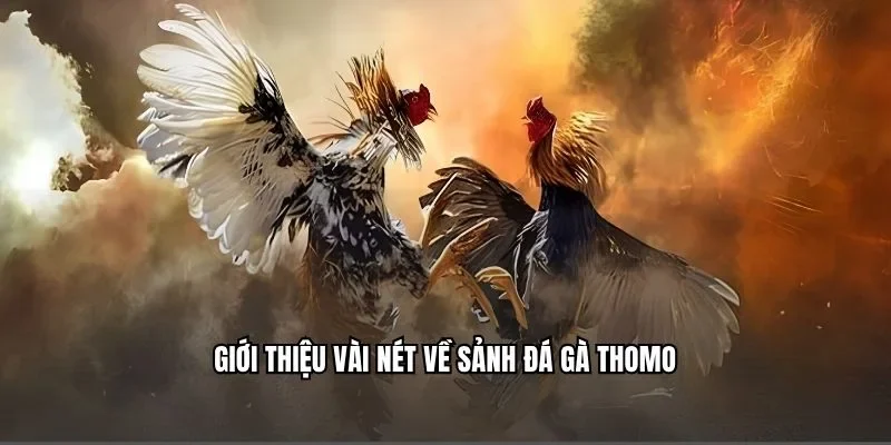 Giới thiệu vài nét về sảnh đá gà Thomo