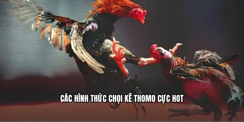 Các hình thức chọi kê Thomo cực hot