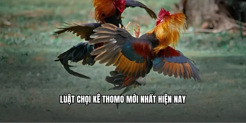 Luật chọi kê Thomo mới nhất hiện nay