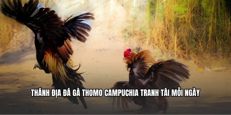 Đá gà Thomo